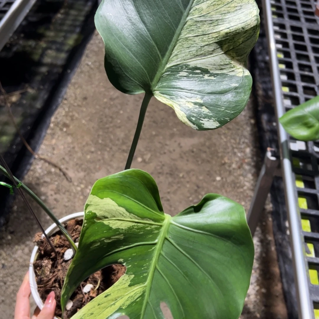 完全开放白薄荷一段