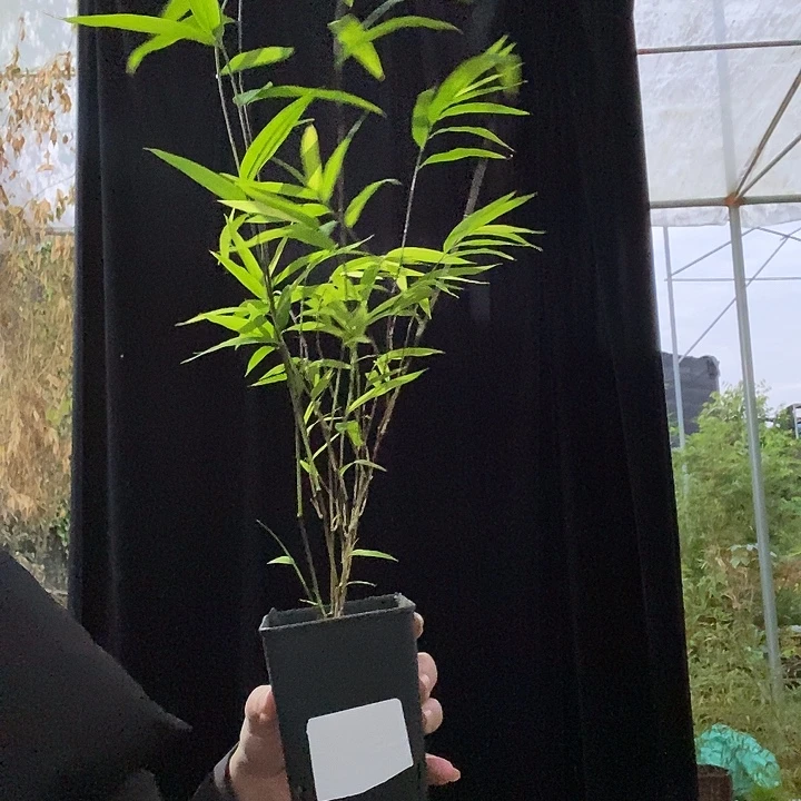 完全开放内门竹内门竹内门竹