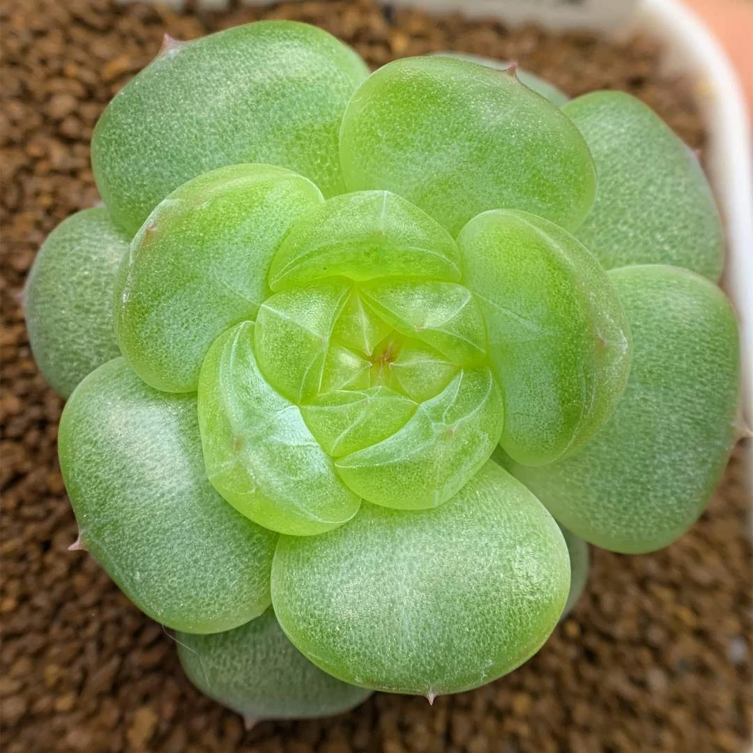 一号链接 w001-w008 框拍 12/12 花意匠 加入购物车查看回放