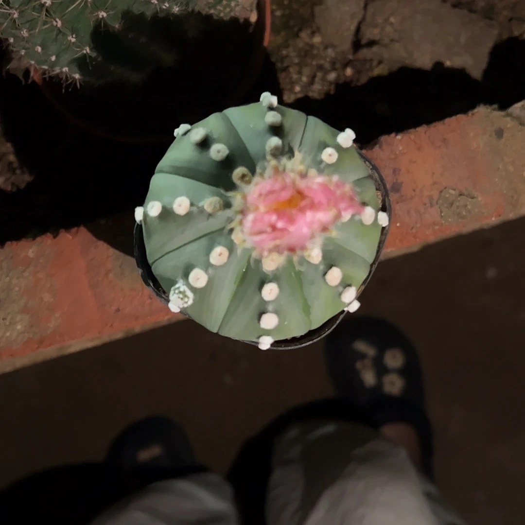 听***的实生红花兜一物一拍