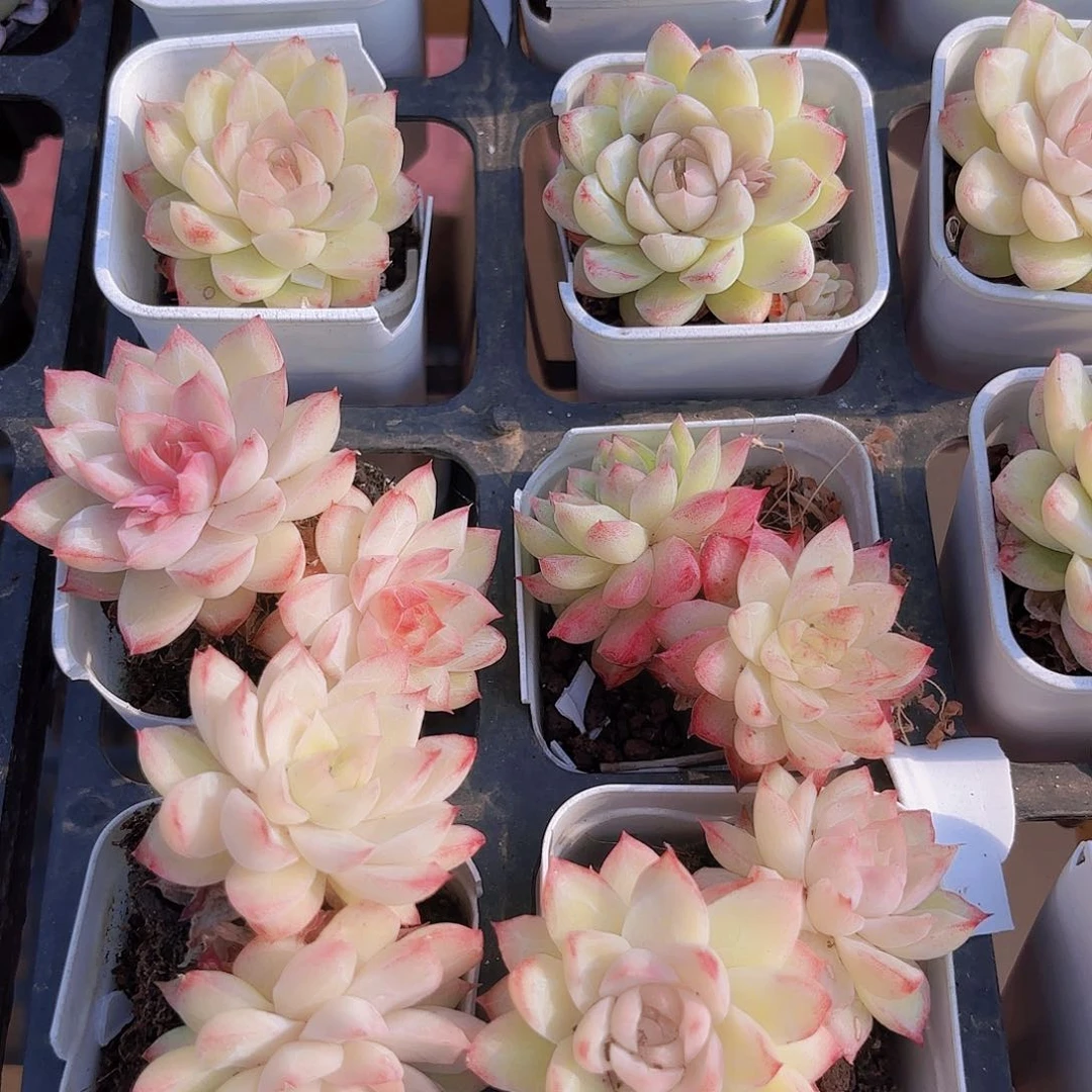 精品粉色女王多肉植物