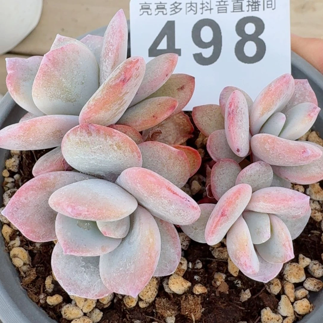 奶茶群生小长腿         精品多肉