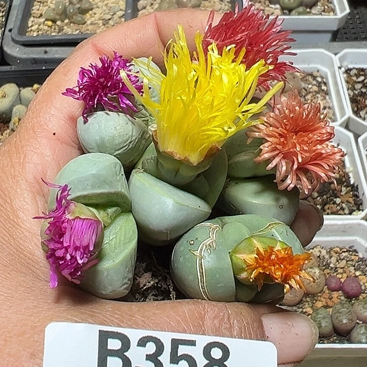 358号金玲6颗多肉植物
