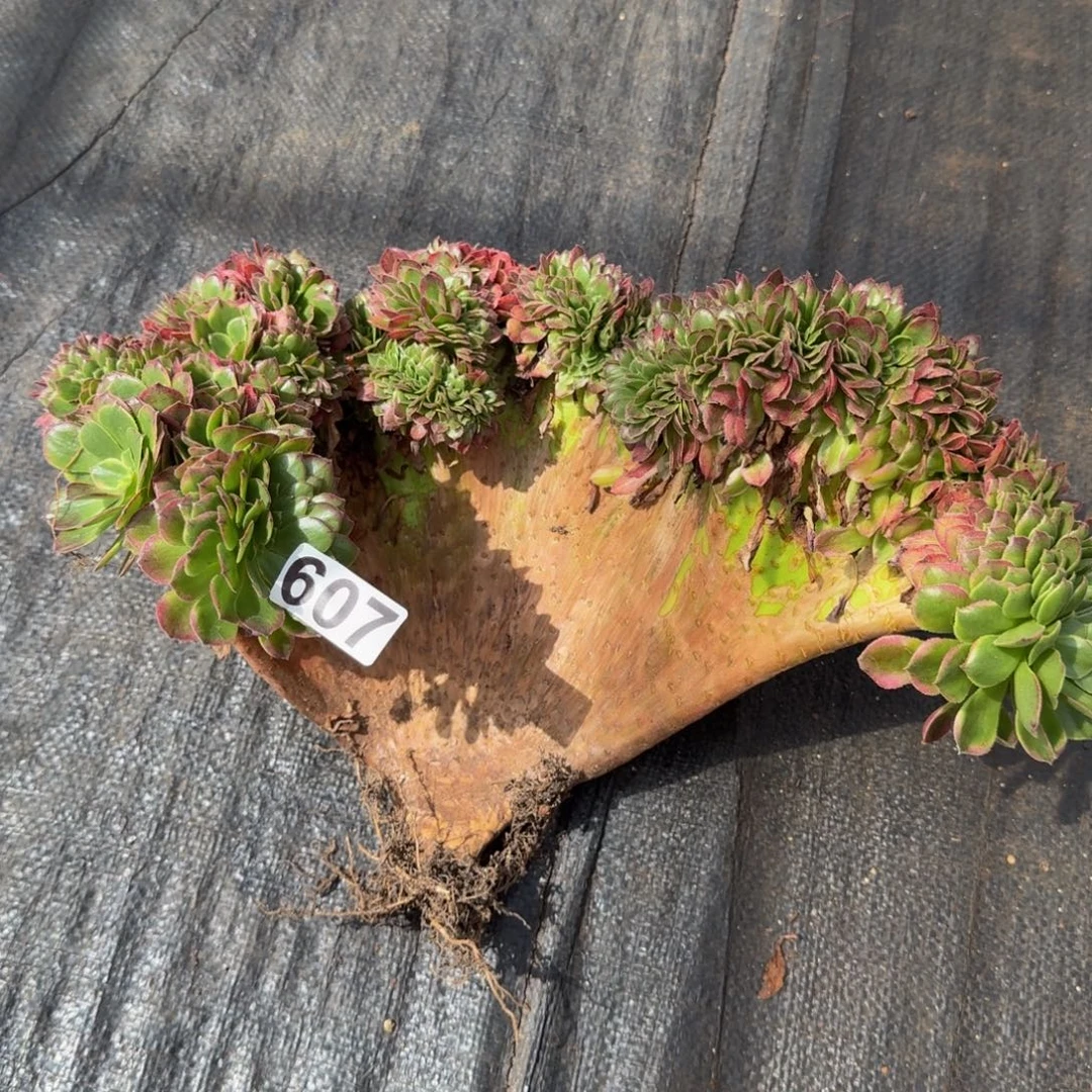 607多肉植物海仙缀