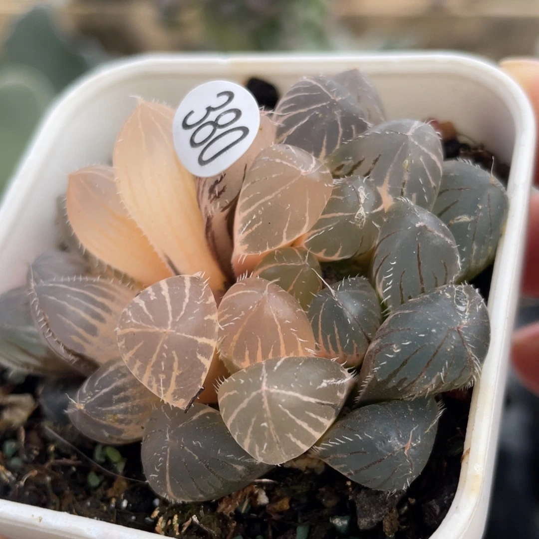 玉露锦多肉植物啊