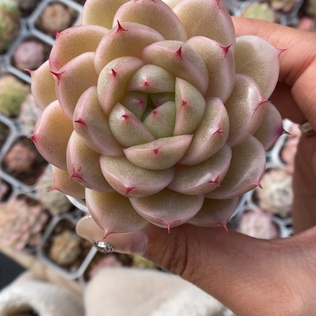 油透麦秆5263号。