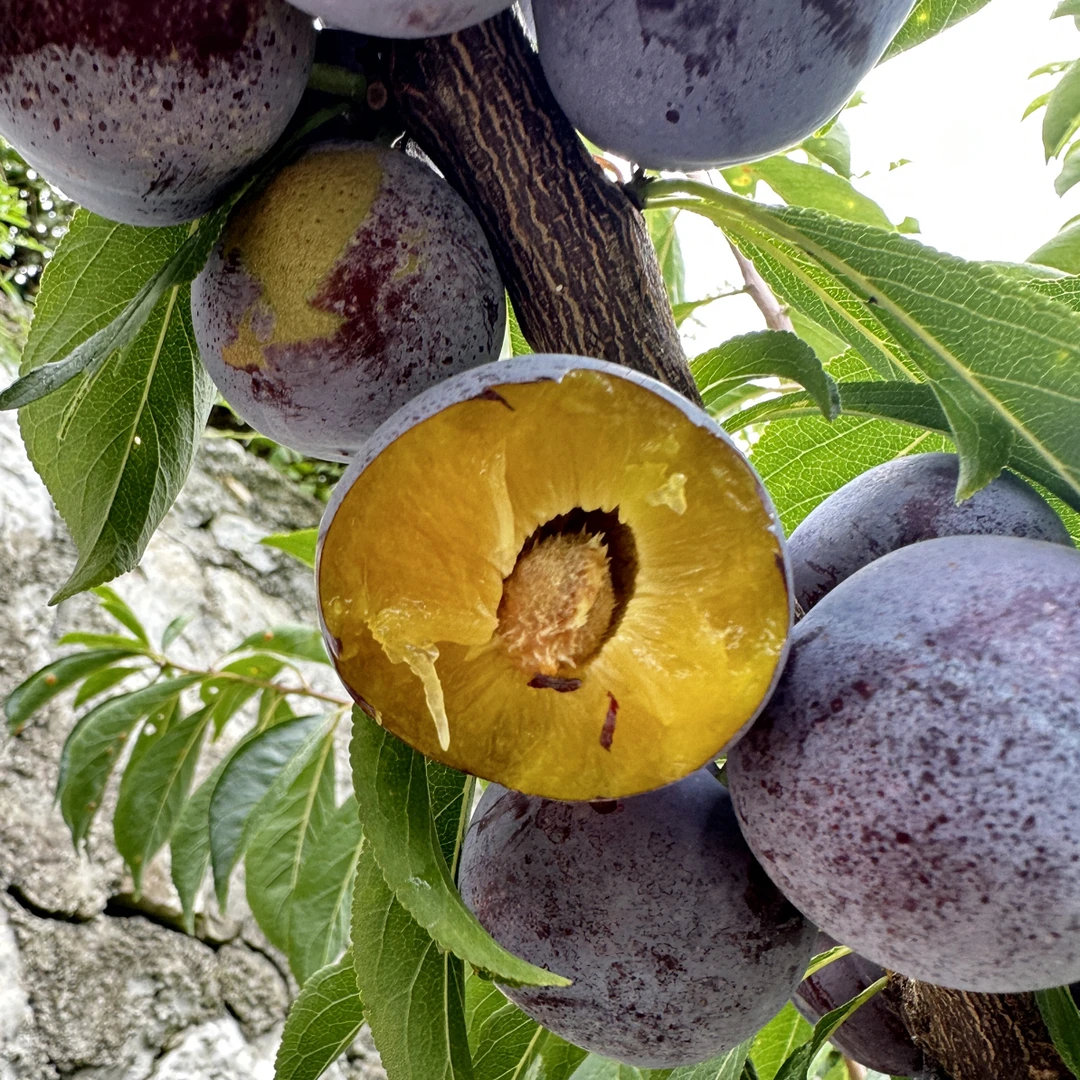 【顺丰包邮】四川阿坝藏族羌族自治州脱骨红脆李新鲜当季水果脆甜