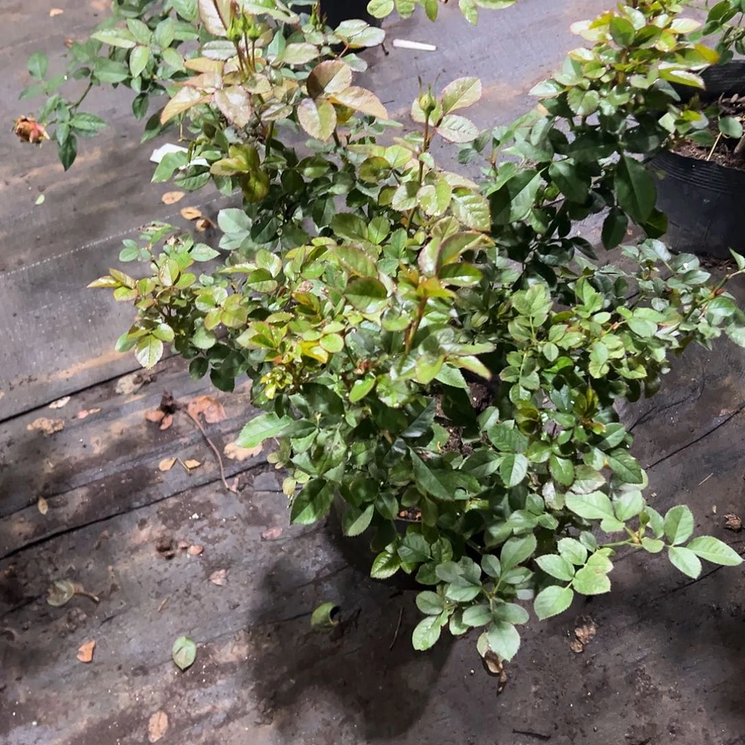 无花朵一物一拍209号