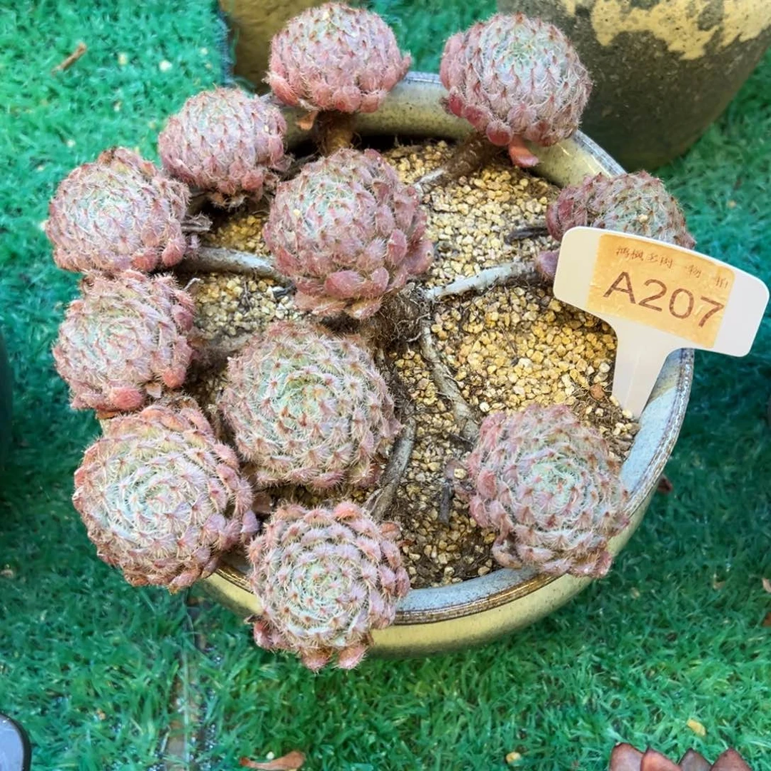 ，，，，，，，，，，，，，，，，，，，