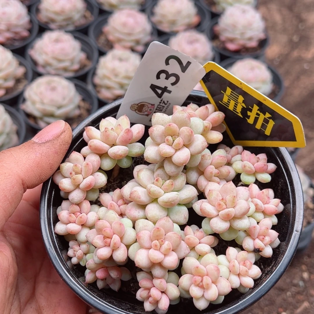多肉植物多肉植物