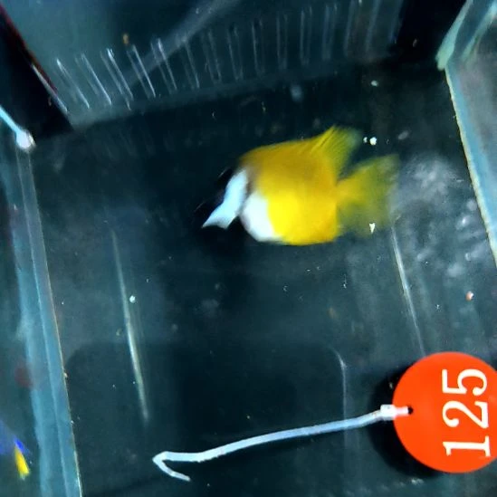 海水鱼黄狐狸7+/5-50-125