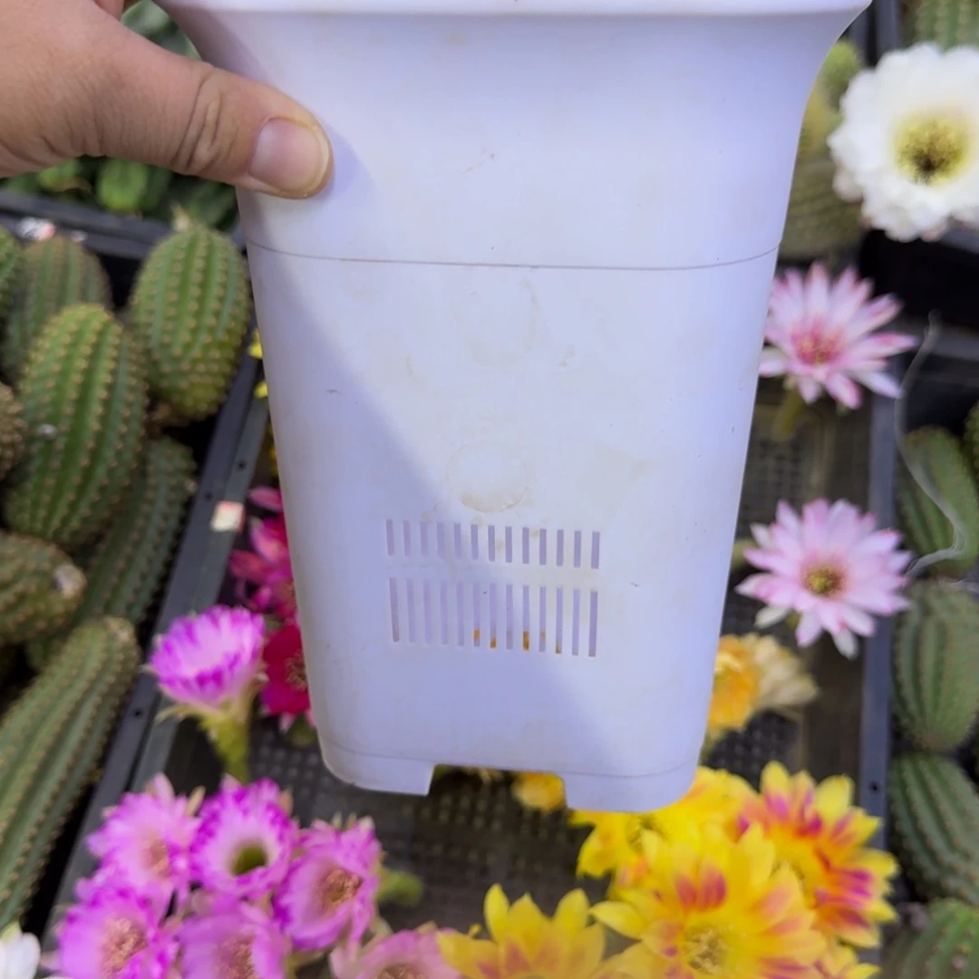 大白万象盆口经15公分左右无托，20包邮