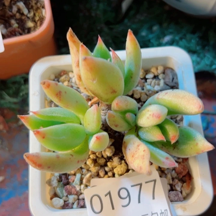 幸运儿的故事也是很精彩