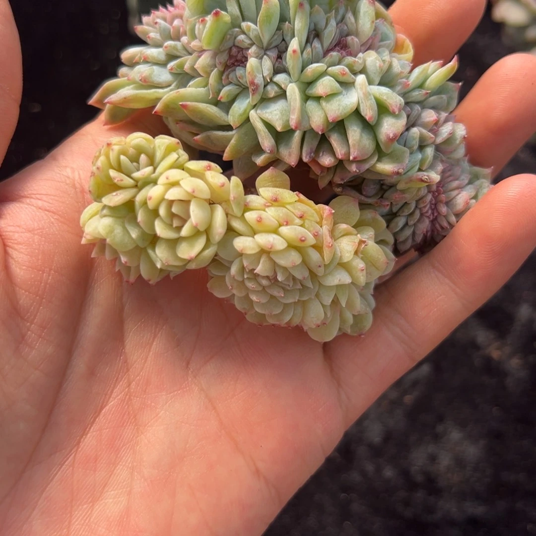 新年快乐新年快乐