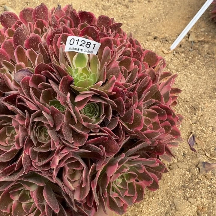 佛***照01281布加底多肉植物