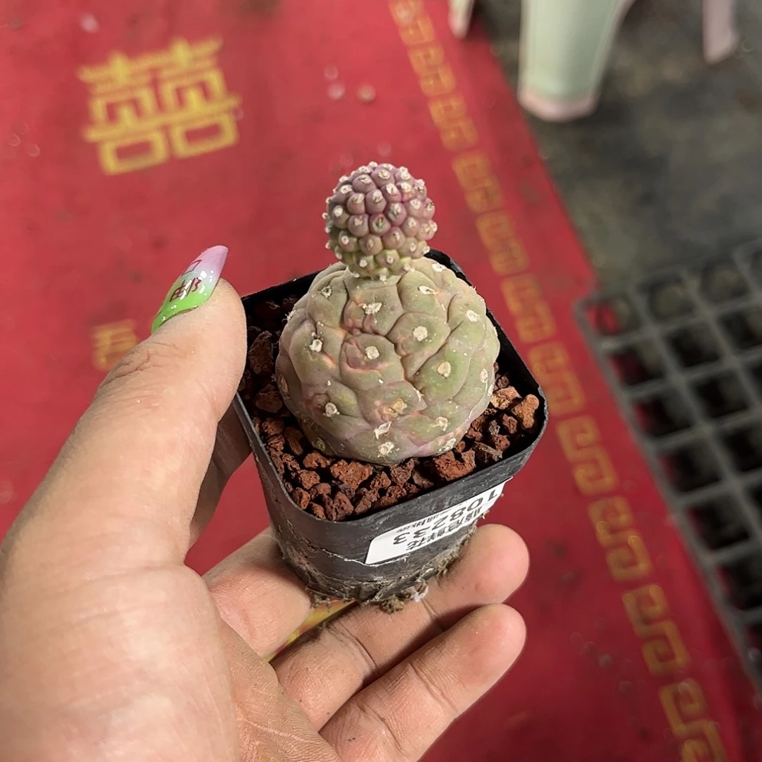 玲108233一物一拍单头发货