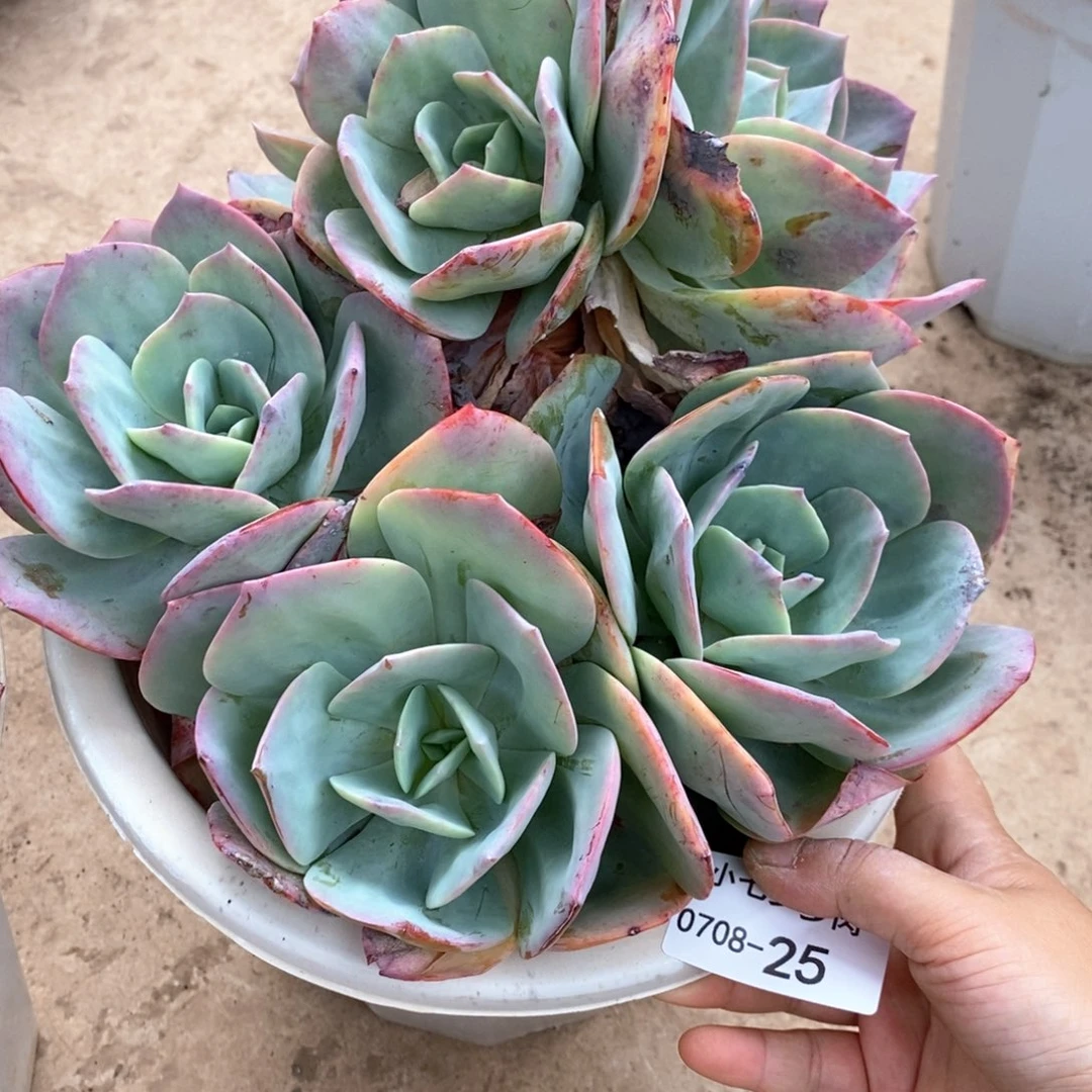 ****5记得拍冷链血凤25