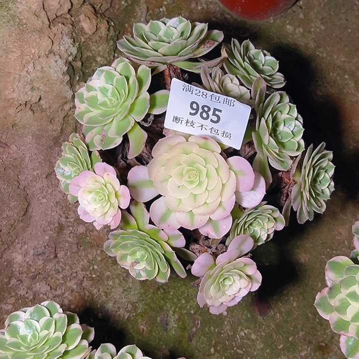 985海仙多肉植物保护