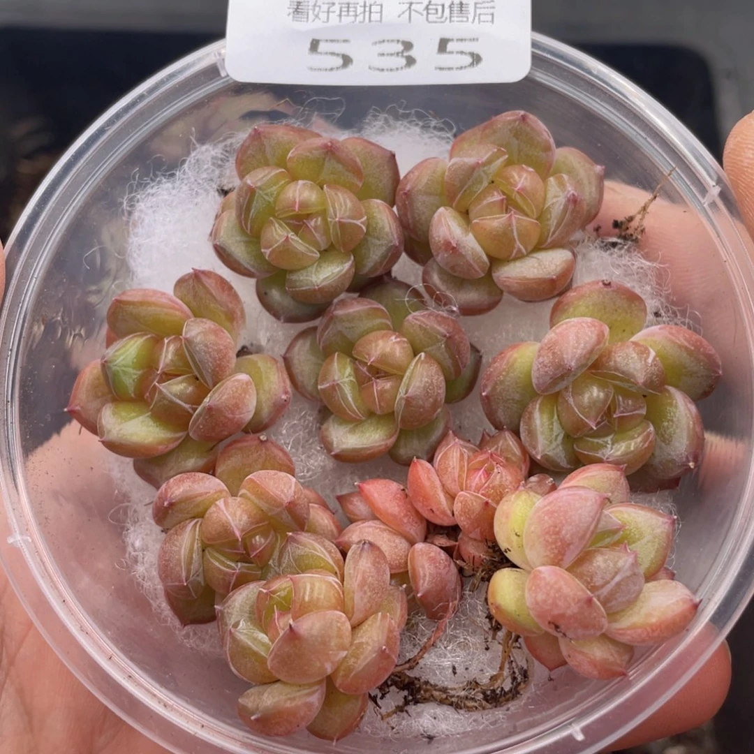x****n云糖心多肉植物535