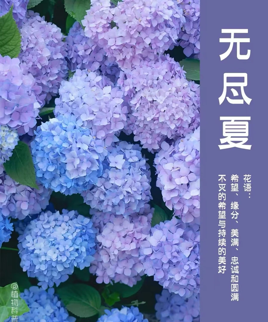 （特价无尽夏）单瓣绣球花适合阳台庭院种植，云南昆明基地直发