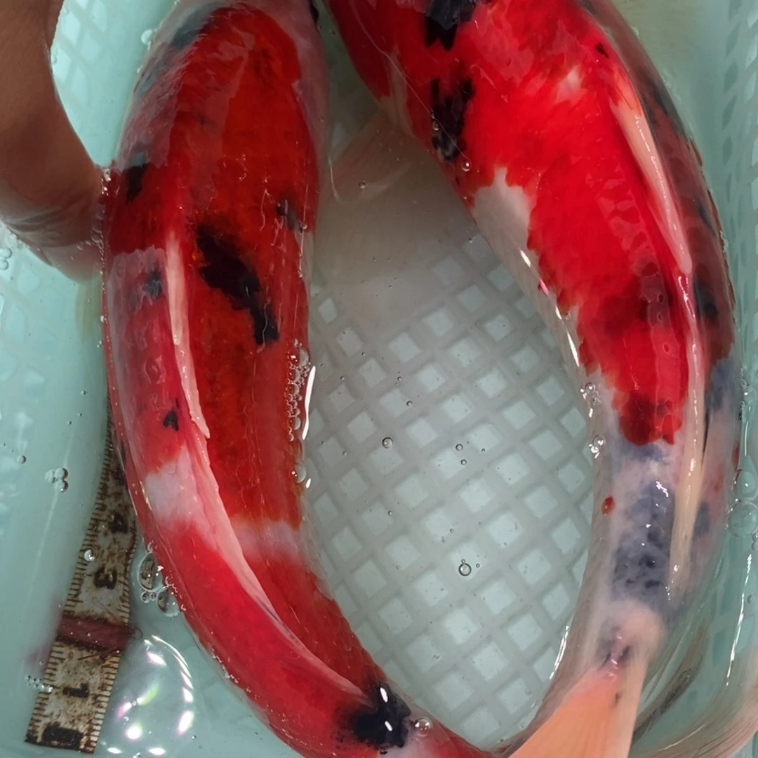 锦鲤冷水锦鲤包邮