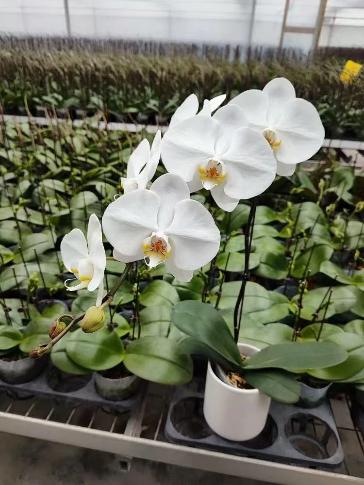 【大白V3】精品蝴蝶兰 大苗洋兰花苗 花期长 小型花  大杯