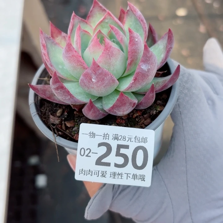 惊鸿无盆土发货多
