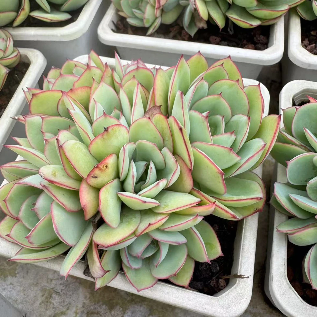 多肉植物所生牡丹亭随机一颗发货以直播间为准