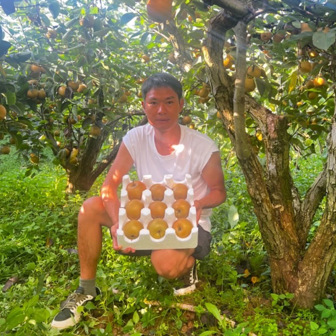 恩施利川高山正宗黄花梨 （长十郎）现摘现发脆甜多汁当季新鲜水果