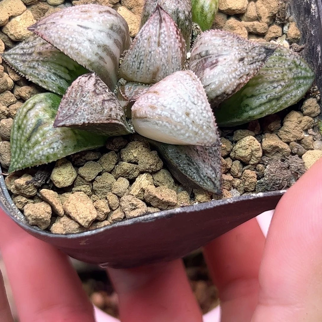 皇妃锦十二卷多肉植物