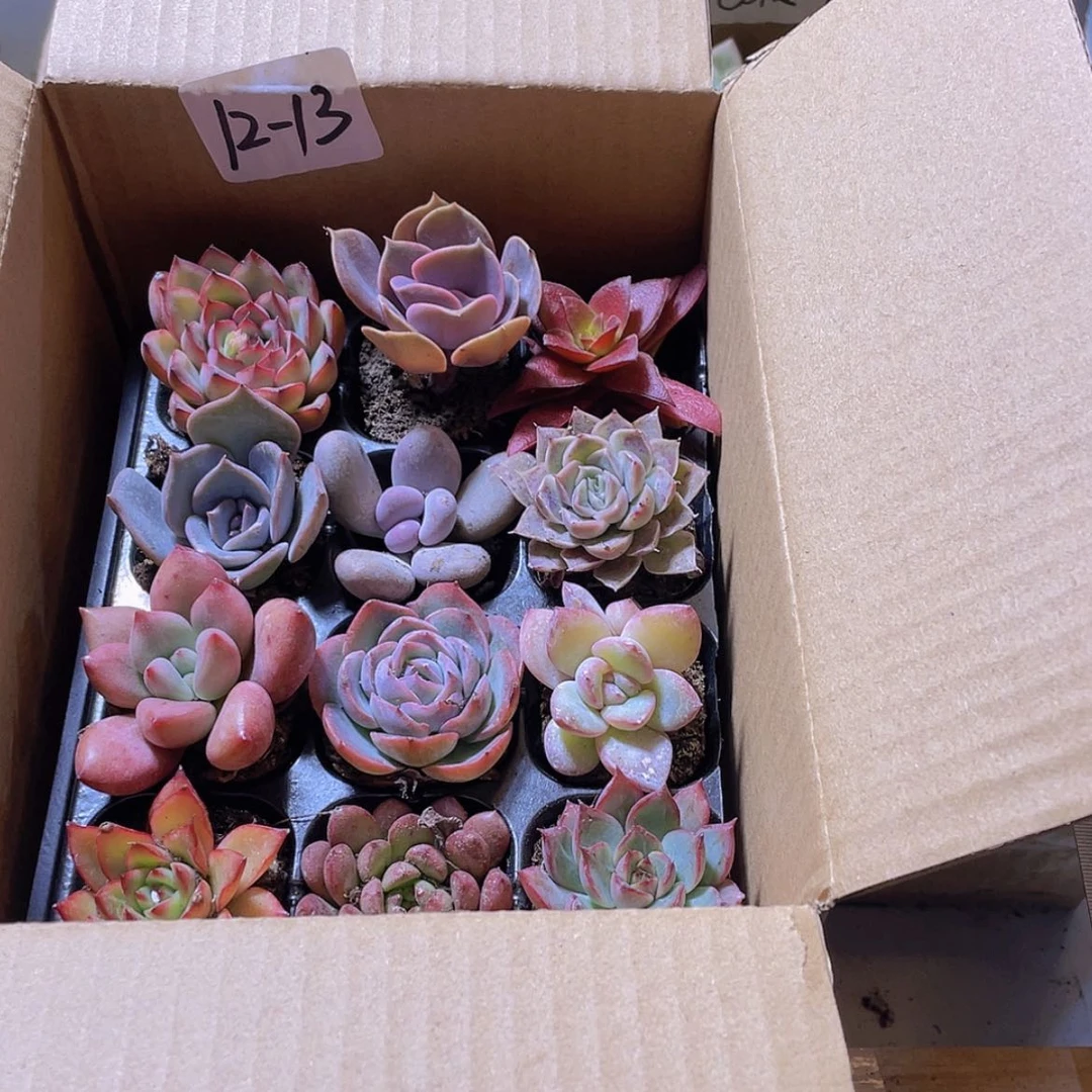 【闪购商品】12颗-13