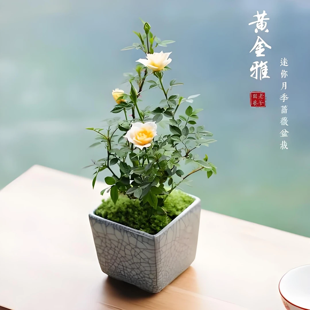 【一物一拍】家庭中小型造型盆栽绿植花卉好种好养观叶植物