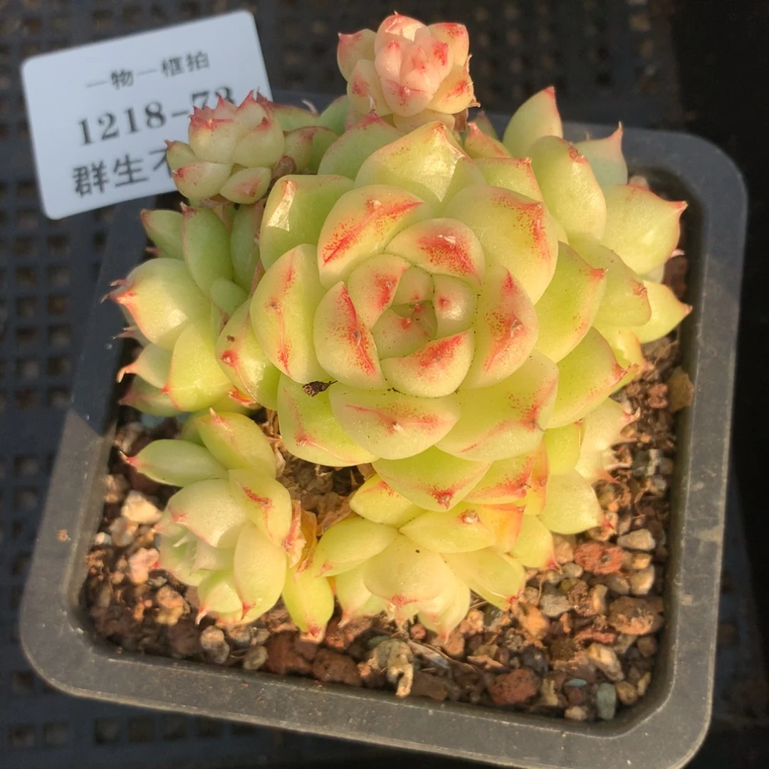 1218-73 麦秆优选