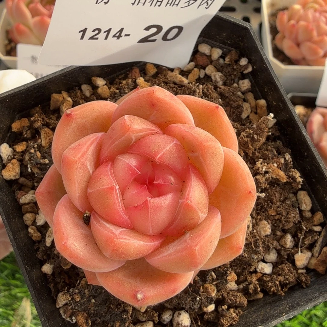 1214-20单颗多肉一物一拍