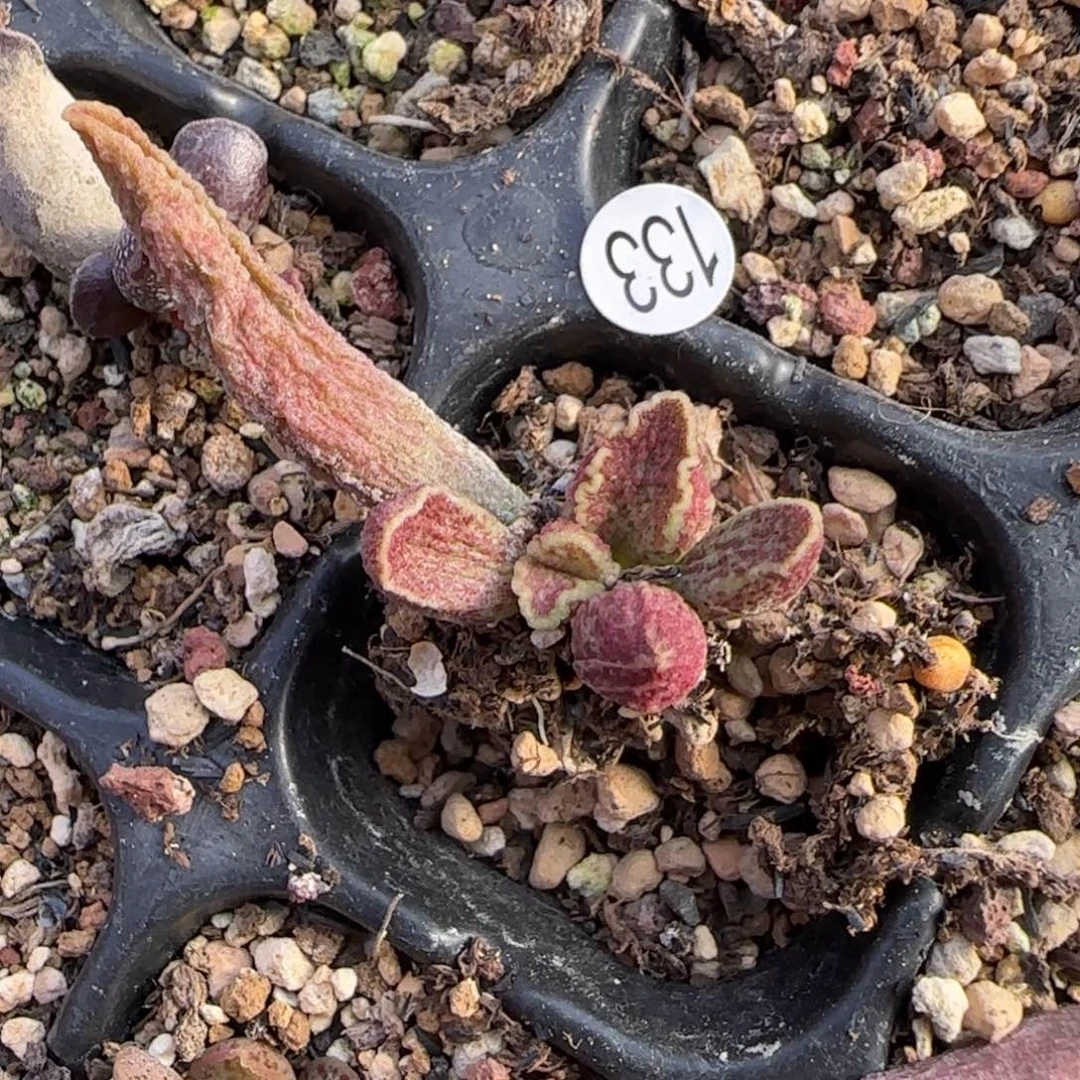 财神水泡多肉植物133