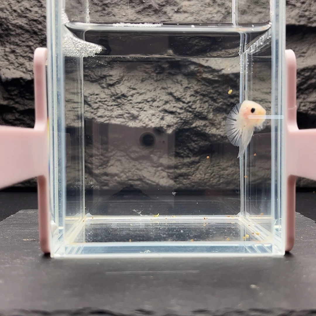 海水鱼宙斯斗鱼竞拍1-3