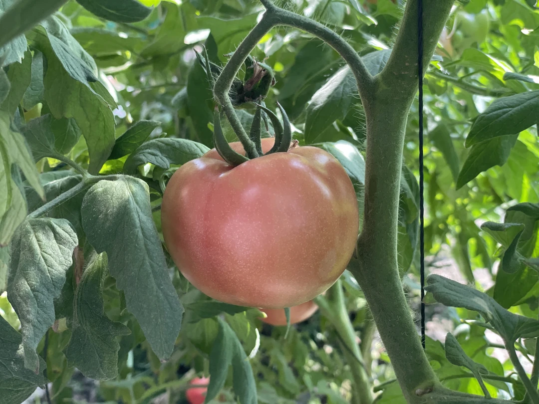 【冯书记专属】4斤装助农 菜西红柿