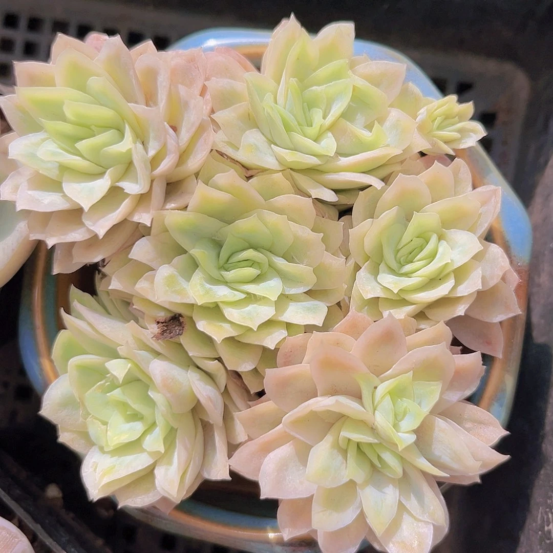 玫瑰女王锦898880999888