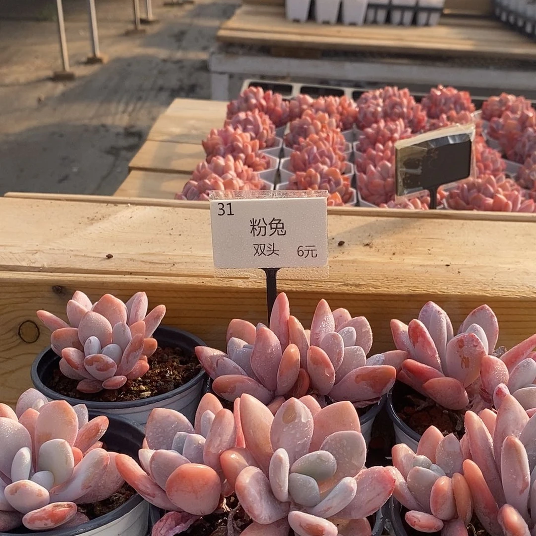 31粉兔双头 福利多多