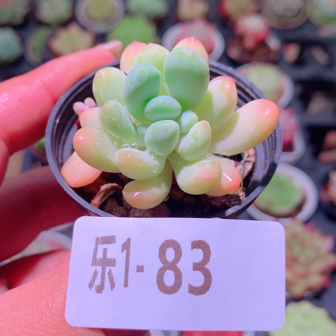 乐然 1-83 灯美人