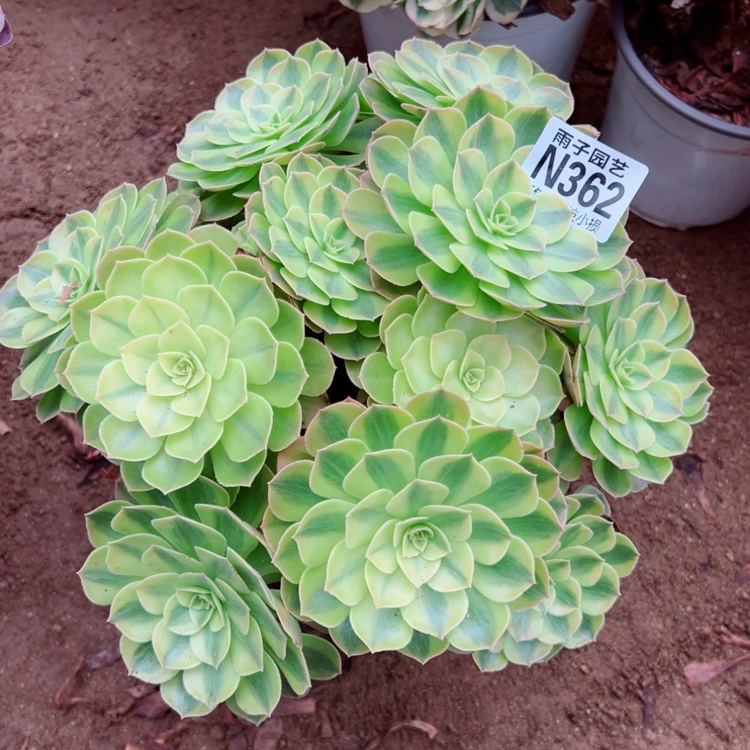 362雨荷尺寸28左右