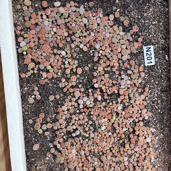 201 小一点 生石花整筐脱土发货
