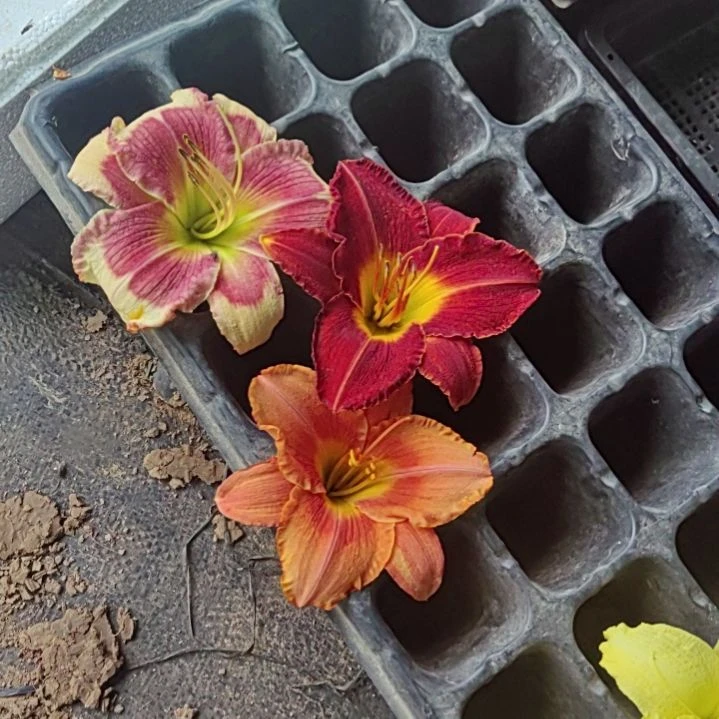 完全开放仙人果静脉惊艳