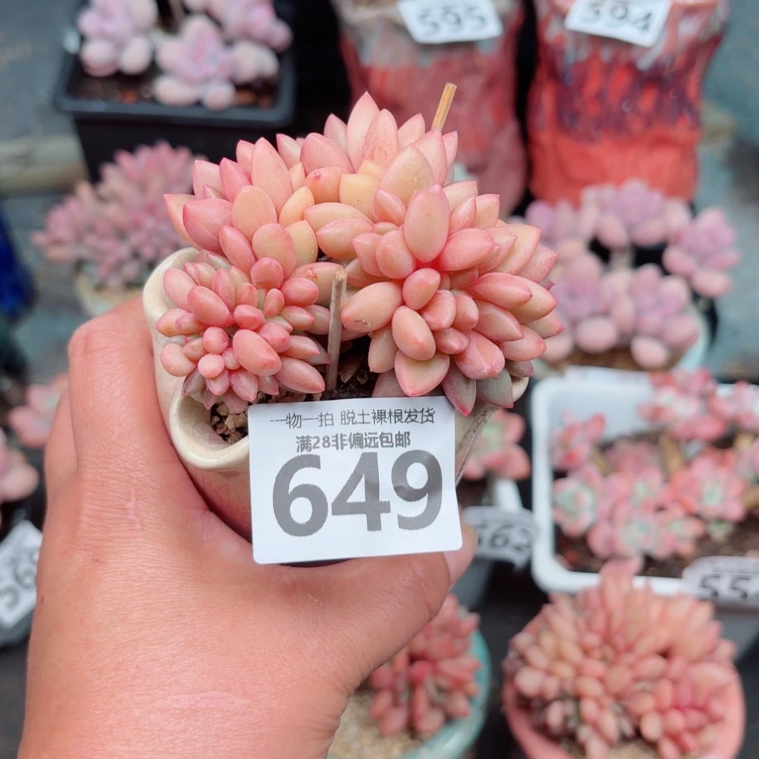 桃花源缀化多肉多
