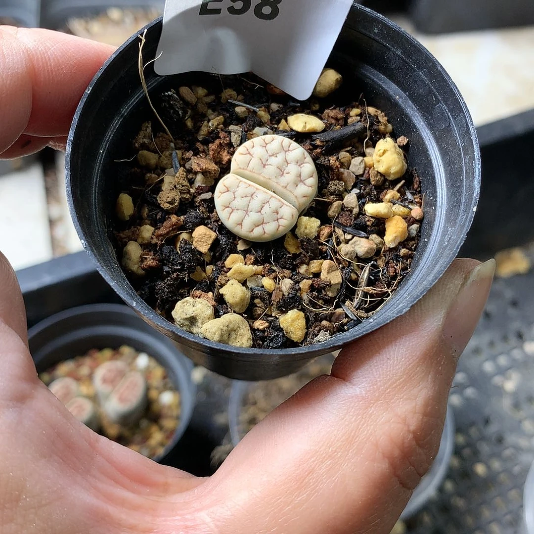 是**呀E58多肉植物保护研究所