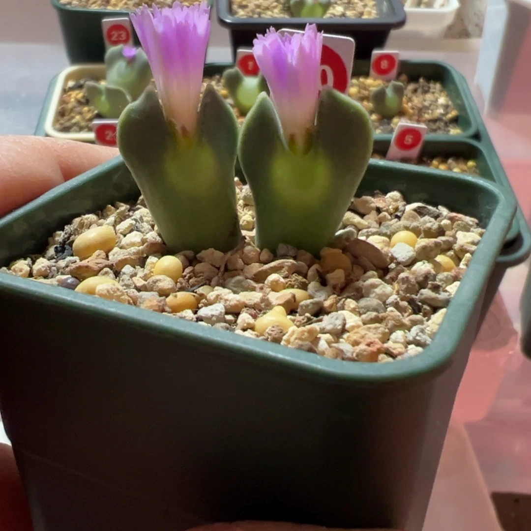 大眼睛肉锥一物一拍