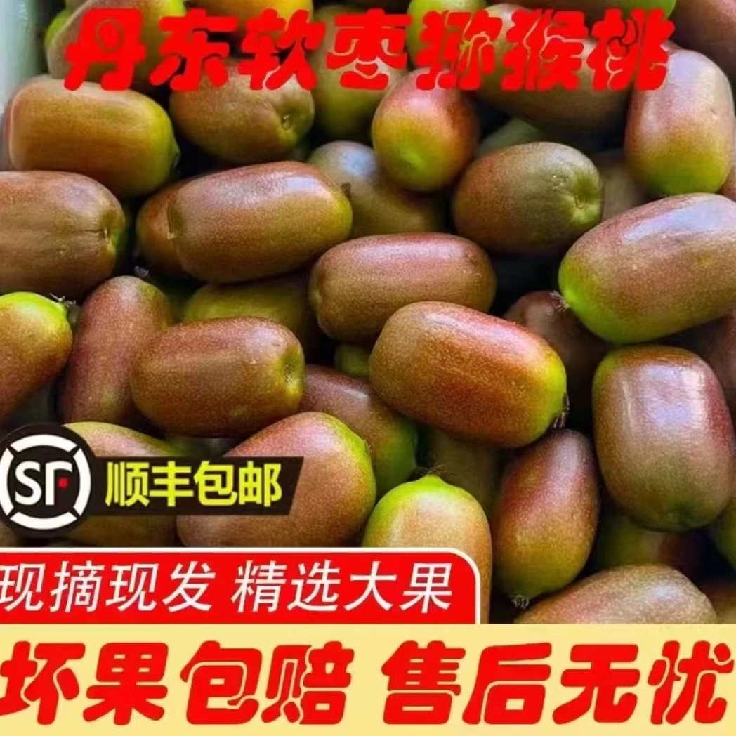 来自长白山脉余脉的辽宁丹东自家果园树熟软枣猕猴桃