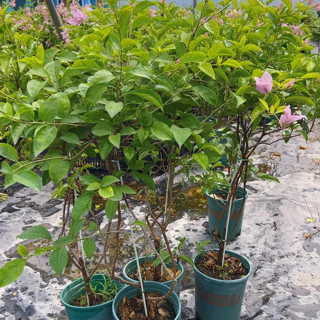 当前无花栽培后可以开花赛佛理一颗