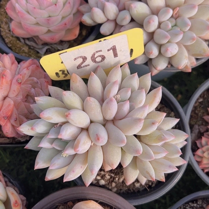 健健康康平平安安