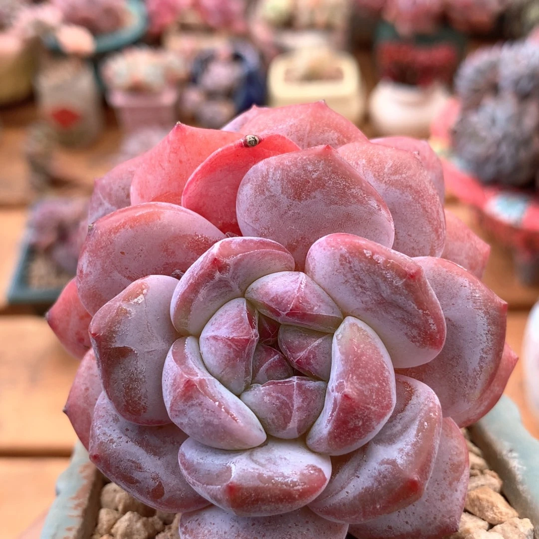 橙子一物一拍 030